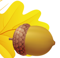 nature & acorn free transparent png image.