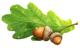 nature & Acorn free transparent png image.