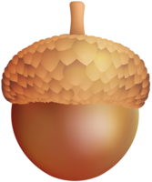 nature & Acorn free transparent png image.