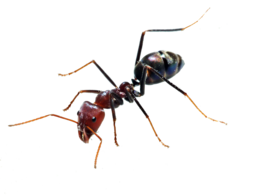 insects&Ants png image.