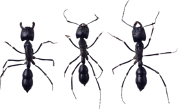 insects & ants free transparent png image.