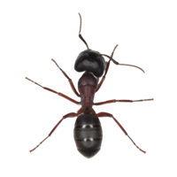 insects & Ants free transparent png image.