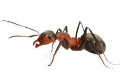 insects & ants free transparent png image.