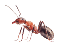 insects & Ants free transparent png image.