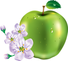 fruits & apple free transparent png image.