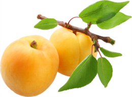 fruits & apricot free transparent png image.