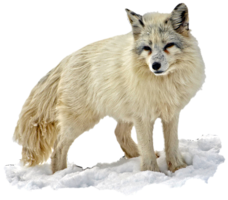 animals & arctic fox free transparent png image.