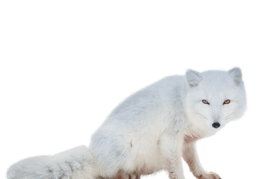 animals & Arctic fox free transparent png image.