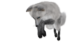 animals & arctic fox free transparent png image.