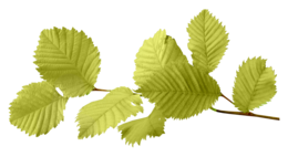 nature&Autumn leaves png image.