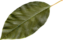 nature & Autumn leaves free transparent png image.