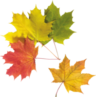 nature & Autumn leaves free transparent png image.