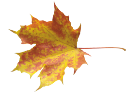 nature & Autumn leaves free transparent png image.