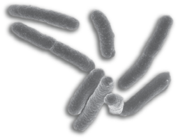 miscellaneous & bacteria free transparent png image.