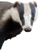 animals&Badger png image.