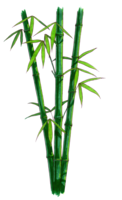 nature&Bamboo png image.