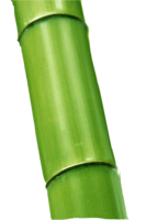 nature & Bamboo free transparent png image.