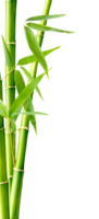 nature & Bamboo free transparent png image.