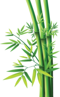 nature & Bamboo free transparent png image.