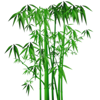 nature & Bamboo free transparent png image.