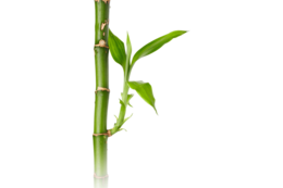 nature & Bamboo free transparent png image.