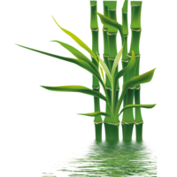 nature & Bamboo free transparent png image.