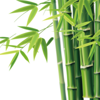 nature & Bamboo free transparent png image.