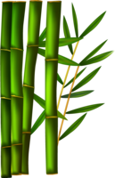 nature & bamboo free transparent png image.