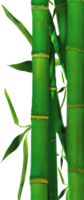 nature & Bamboo free transparent png image.