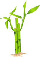 nature & Bamboo free transparent png image.