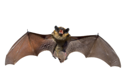 animals & Bat free transparent png image.