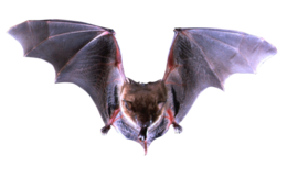 animals & Bat free transparent png image.