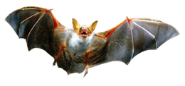 animals & Bat free transparent png image.