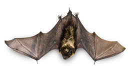 animals & Bat free transparent png image.