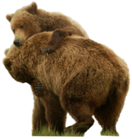 animals&Bear png image.