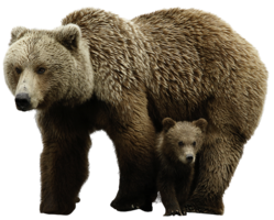 animals & Bear free transparent png image.