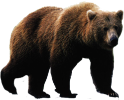 animals & bear free transparent png image.