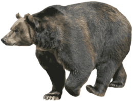 animals & bear free transparent png image.