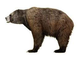 animals & bear free transparent png image.