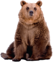 animals & bear free transparent png image.