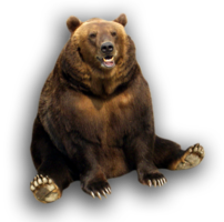 animals & bear free transparent png image.