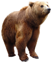 animals & bear free transparent png image.