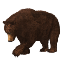 animals & bear free transparent png image.