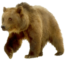 animals & Bear free transparent png image.