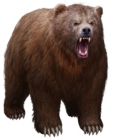 animals & bear free transparent png image.