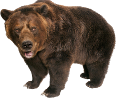 animals & bear free transparent png image.