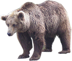 animals & bear free transparent png image.