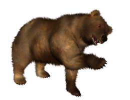 animals & bear free transparent png image.