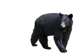 animals & bear free transparent png image.