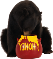 animals & bear free transparent png image.